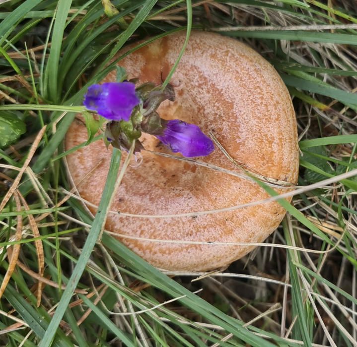 Rovelló amb flor.