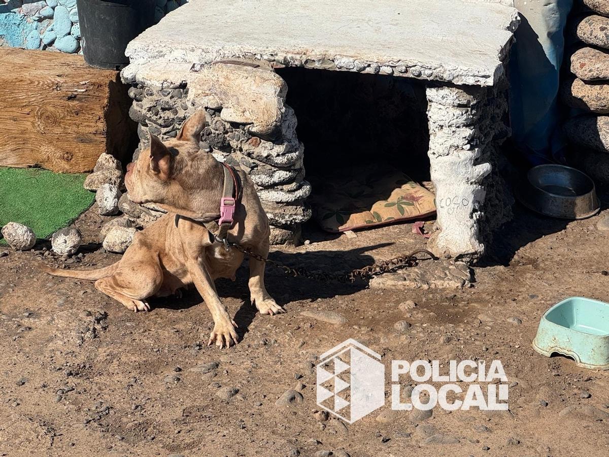 El perro localizado en Playa del Muerto.