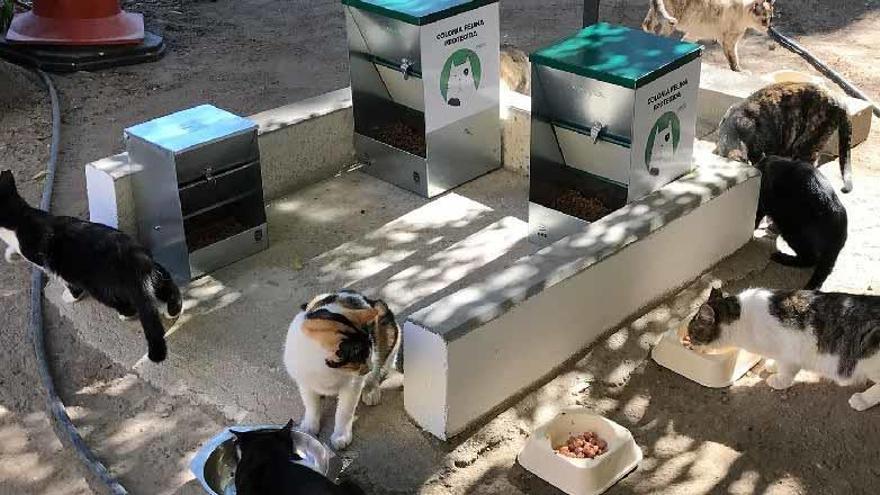 Colonias de gatos callejeros protegidas