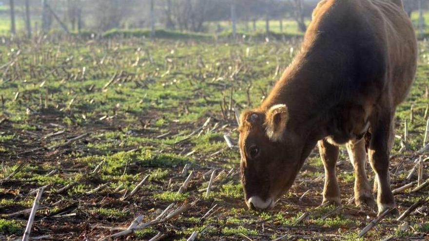 La apuesta gallega por la agricultura inteligente