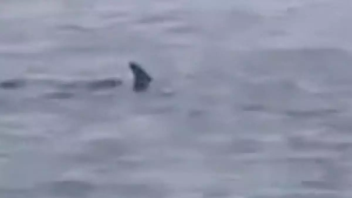 Avistado un tiburón grande en la costa de El Confital