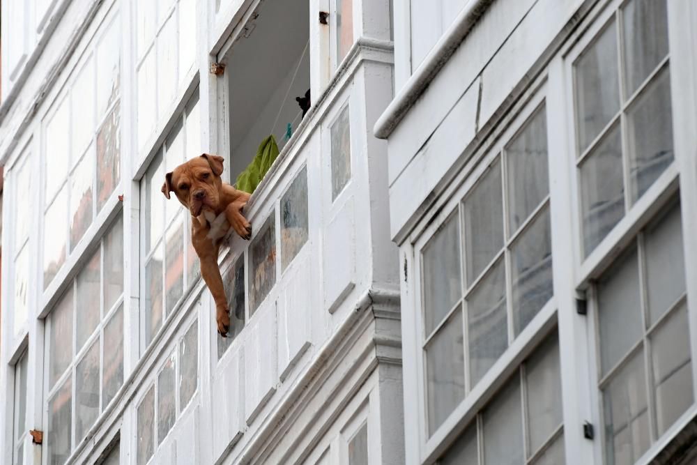 Los Bomberos de A Coruña rescatan a un perro