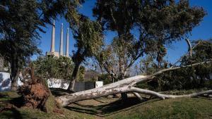 Caída de árboles por el temporal de viento en Sant Adrià de Besòs (Barcelona). Foto de archivo.