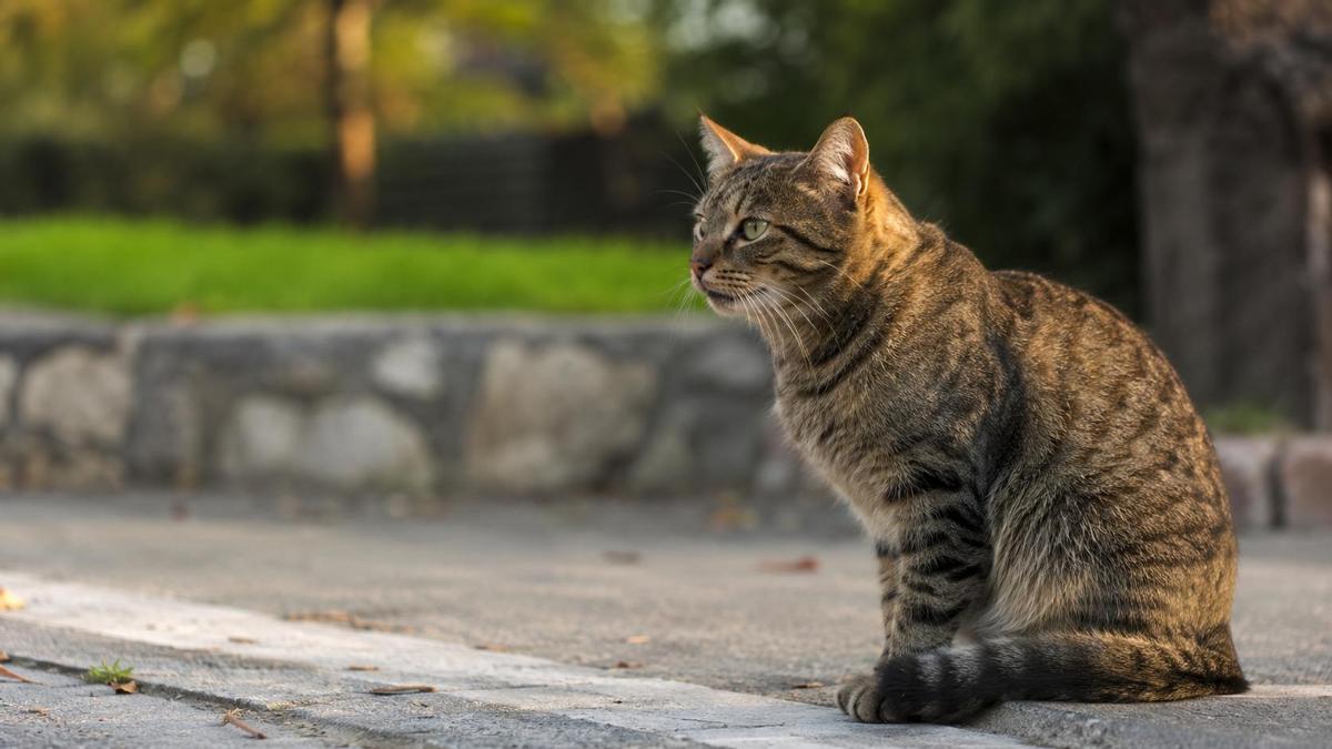 Un gato en la calle