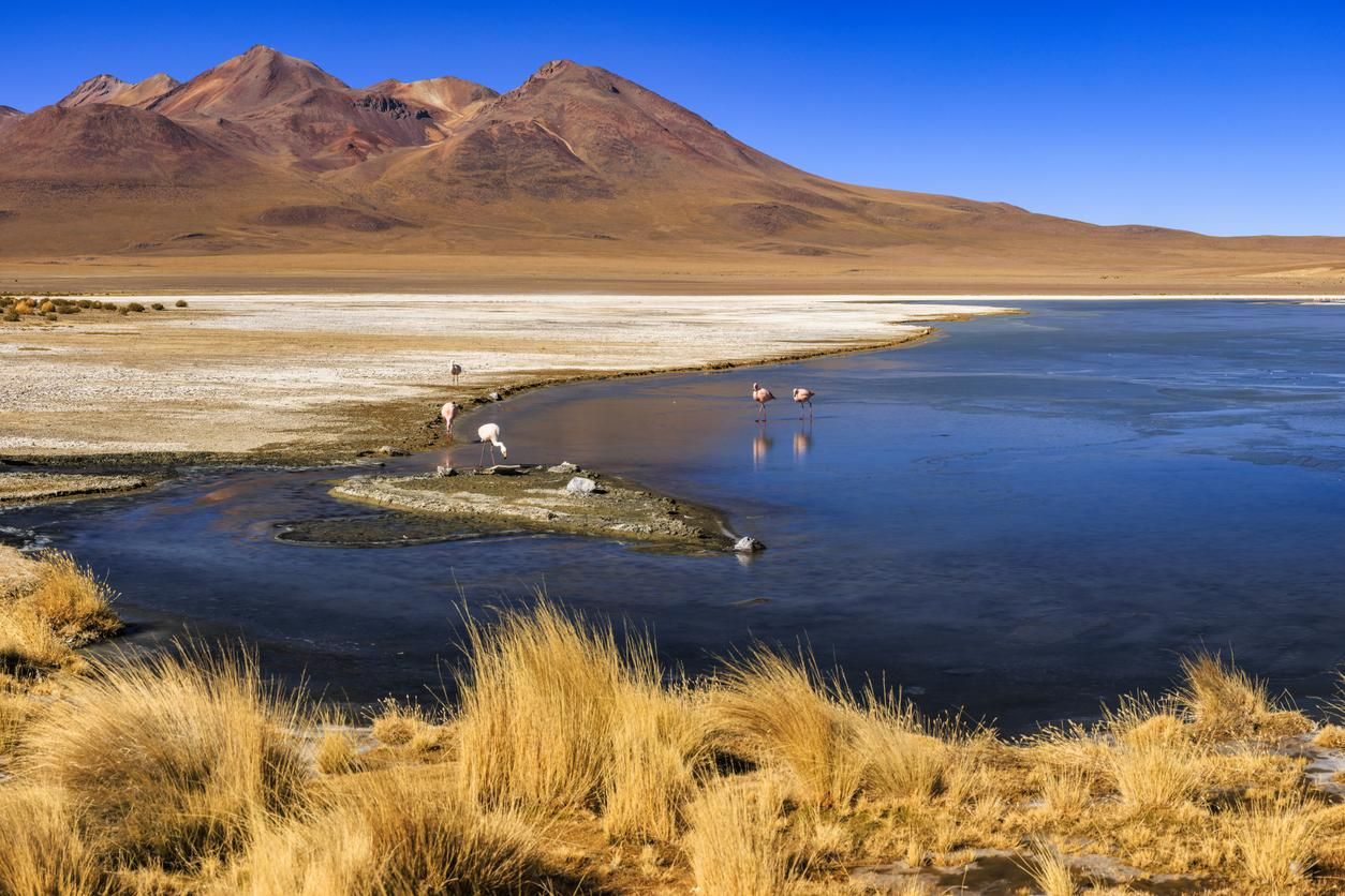 El lugar más bonito desde el que se pueden ver flamencos en Bolivia es la laguna Cañapa