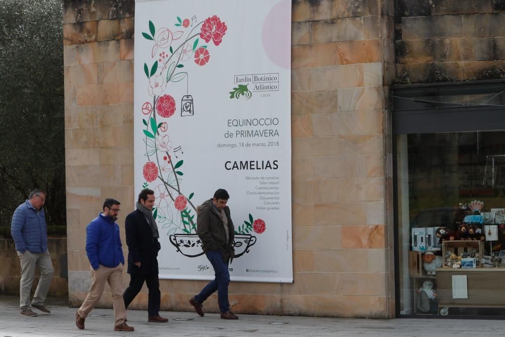 Camelias en el Botánico