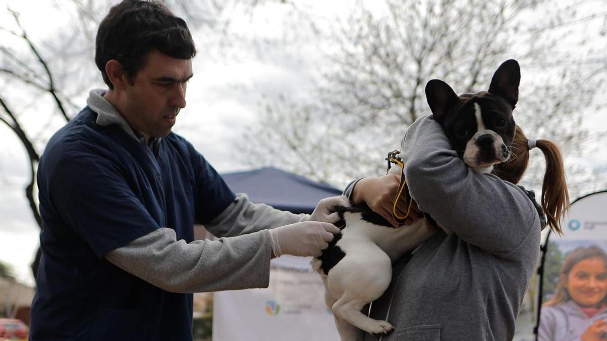 Un veterinario vacuna a un perro contra la rabia, el pasado viernes en Argentina.
