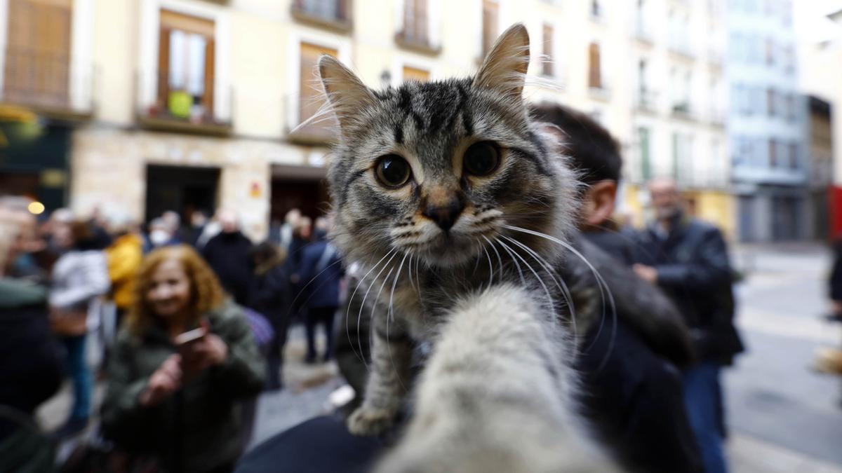 Los zaragozanos acuden a la parroquia de San Antón para la tradicional bendición de sus animales