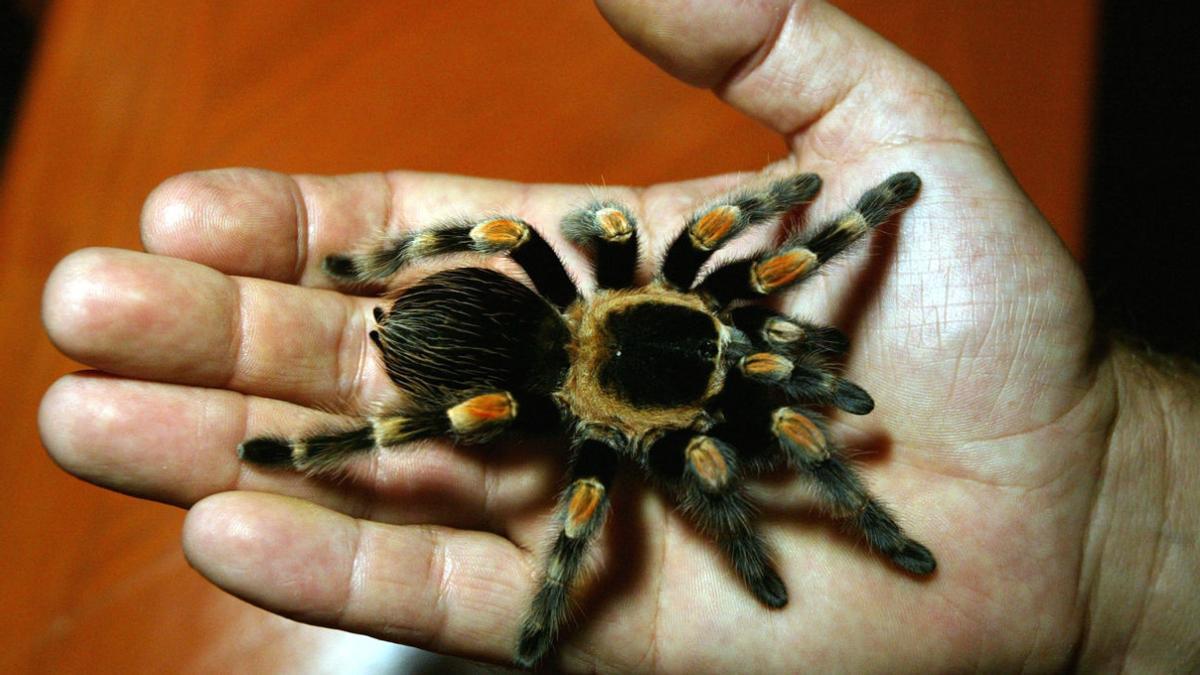 Una tarántula pica a un piloto de avión en pleno vuelo