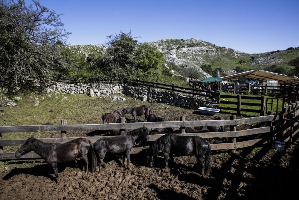 Fiesta del Asturcón en el Sueve