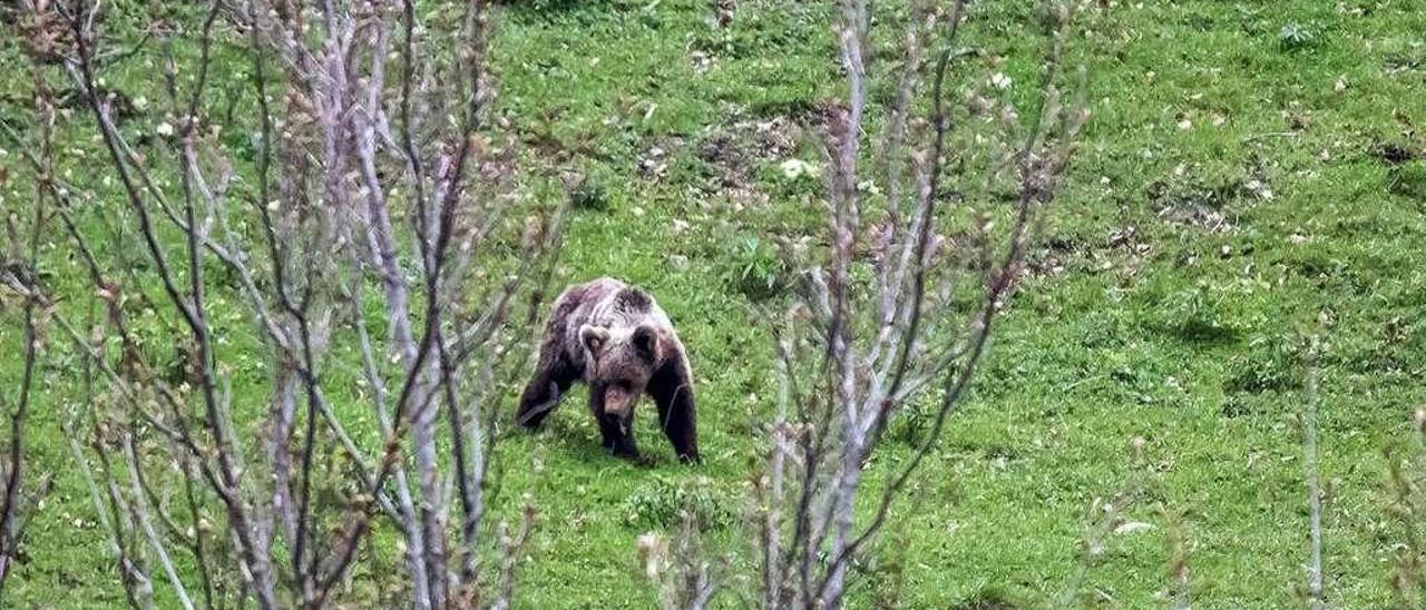 Un oso avistado en San Isidro.