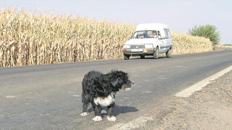 El abandono animal aumenta en época estival en Castellón