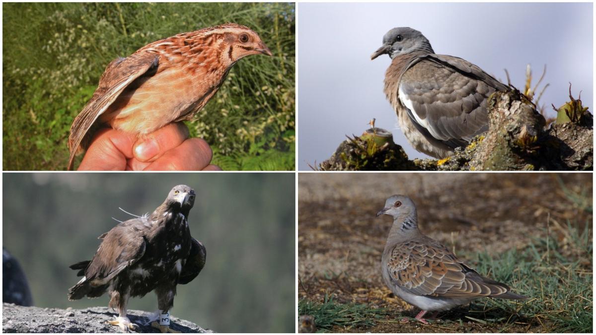 Codorniz, torcaz, águila real y tortola.