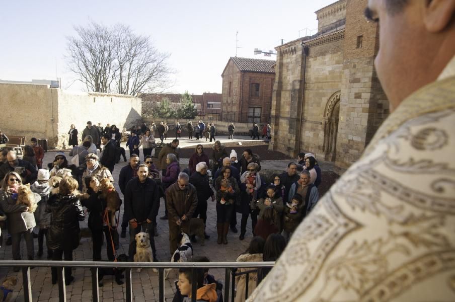 San Antón bendice a los animales en Benavente.