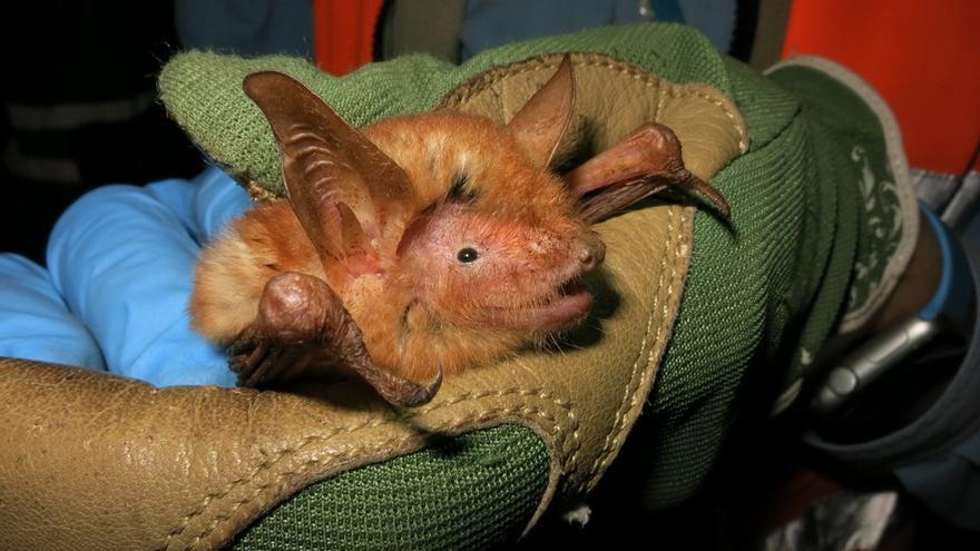 Myotis nimbaensis