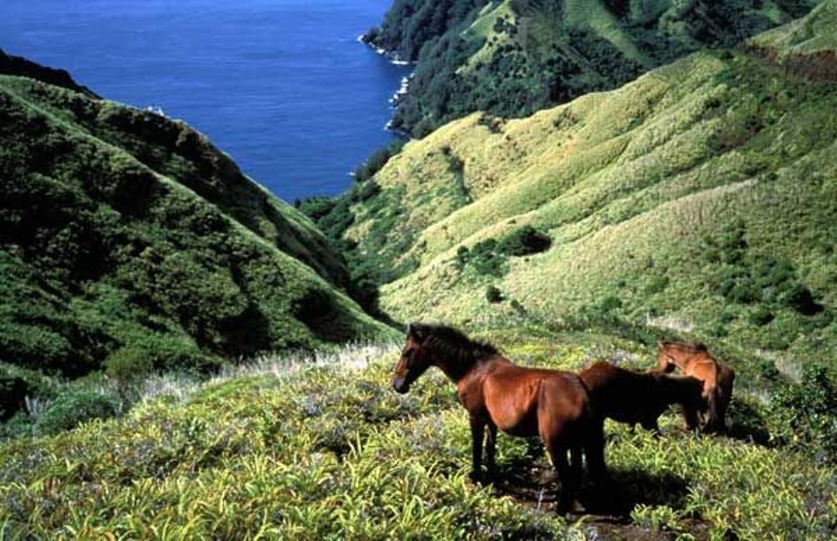 Caballos pastando en la isla Nuku Hiva. Los caballos se introdujeron en las Islas Marquesas con la llegada de los europeos.