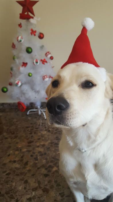 Las mascotas navideñas de los lectores de Levante-EMV