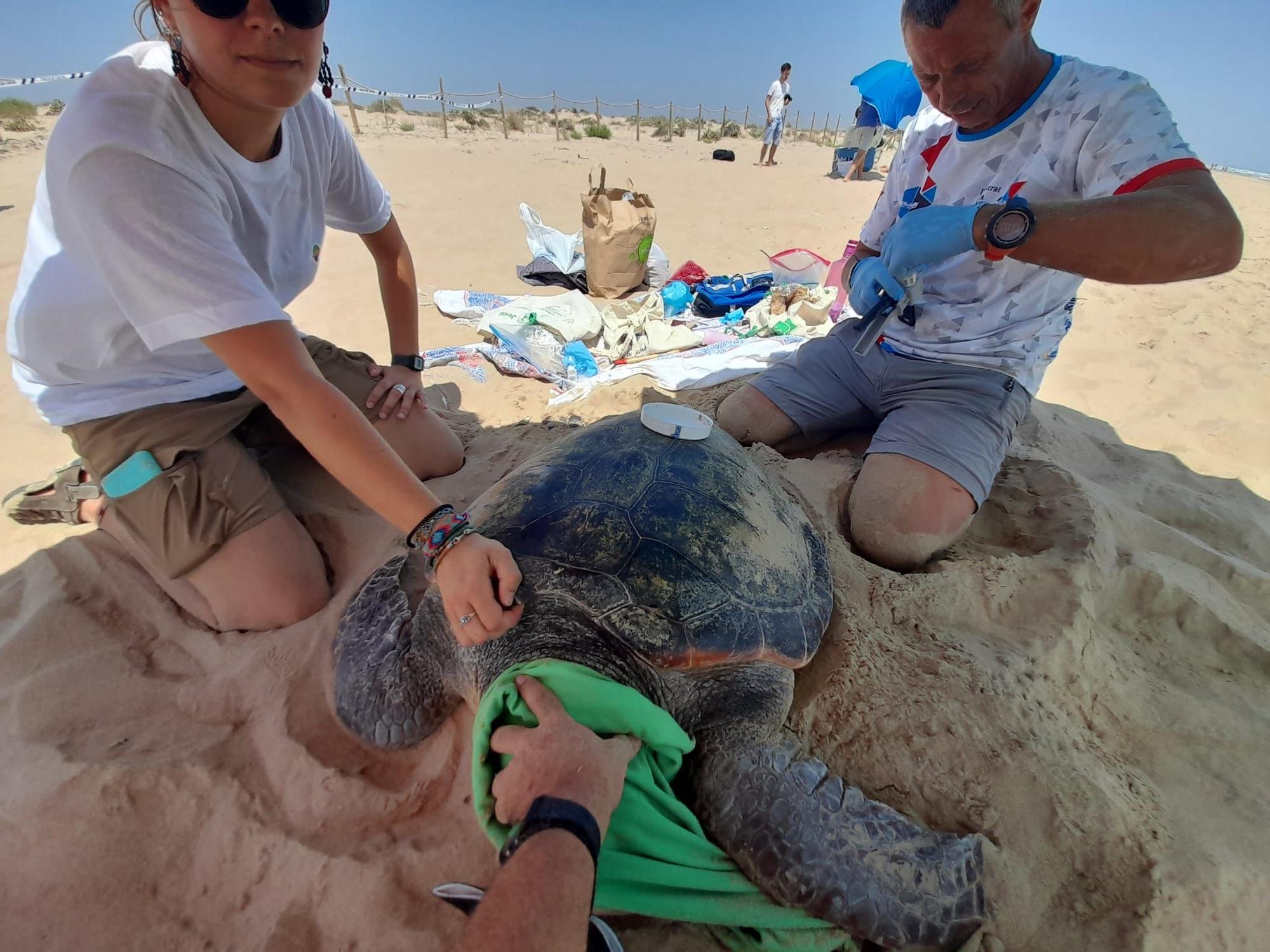 Espectacular desove de una tortuga boba en Guardamar del Segura