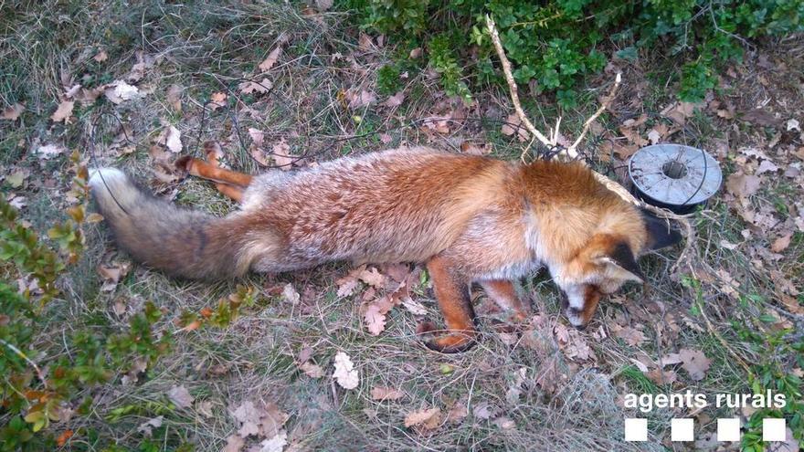 La guineu morta, al costat de la bobina de filferro