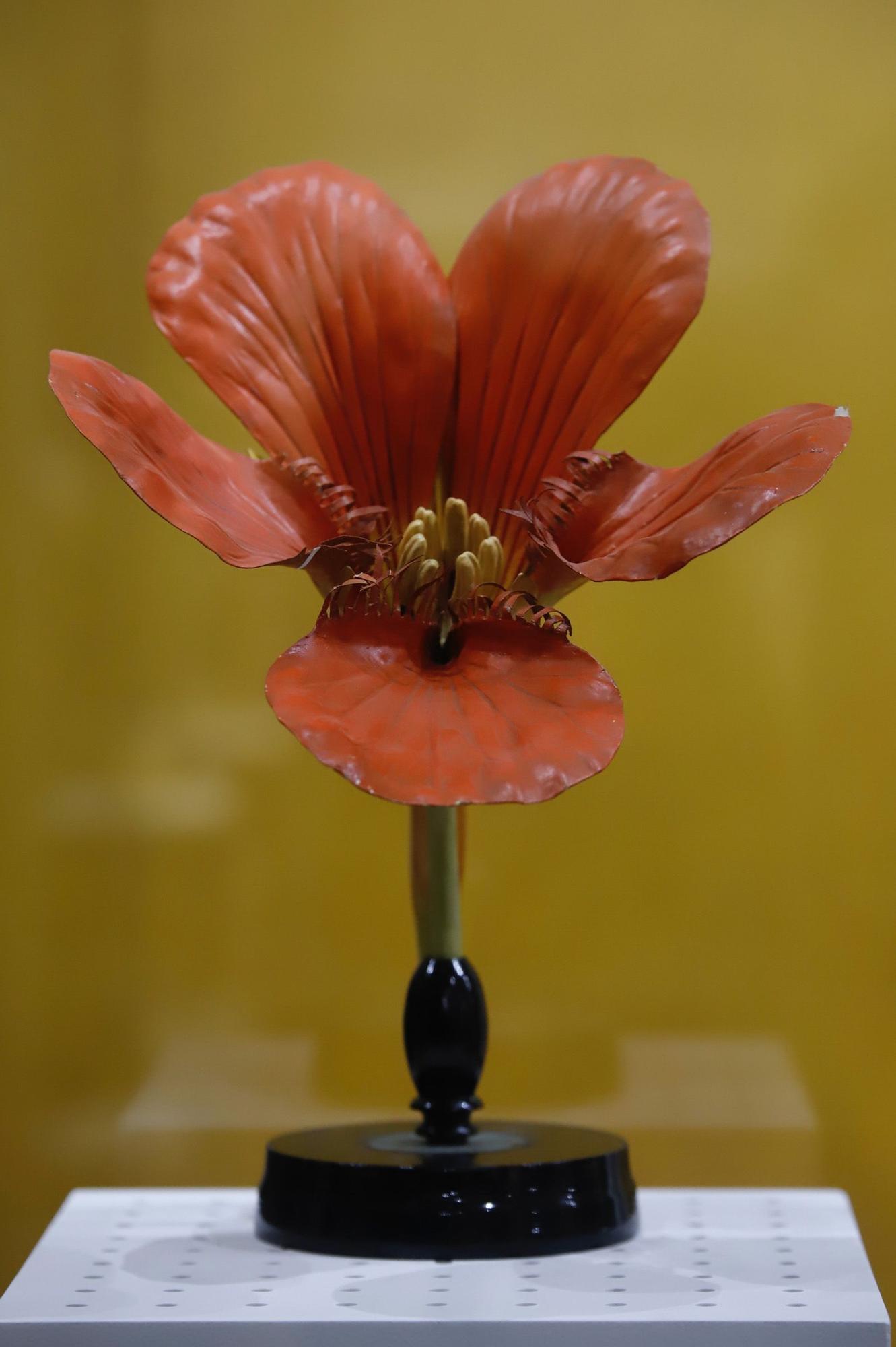 Flora expone el vínculo ancestral entre botánica y arqueología