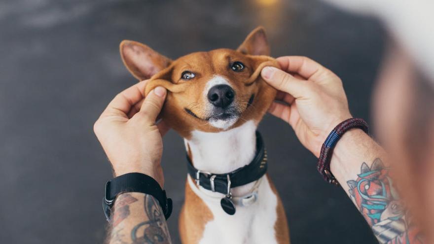 Este sábado se celebra el Día Internacional del Perro.