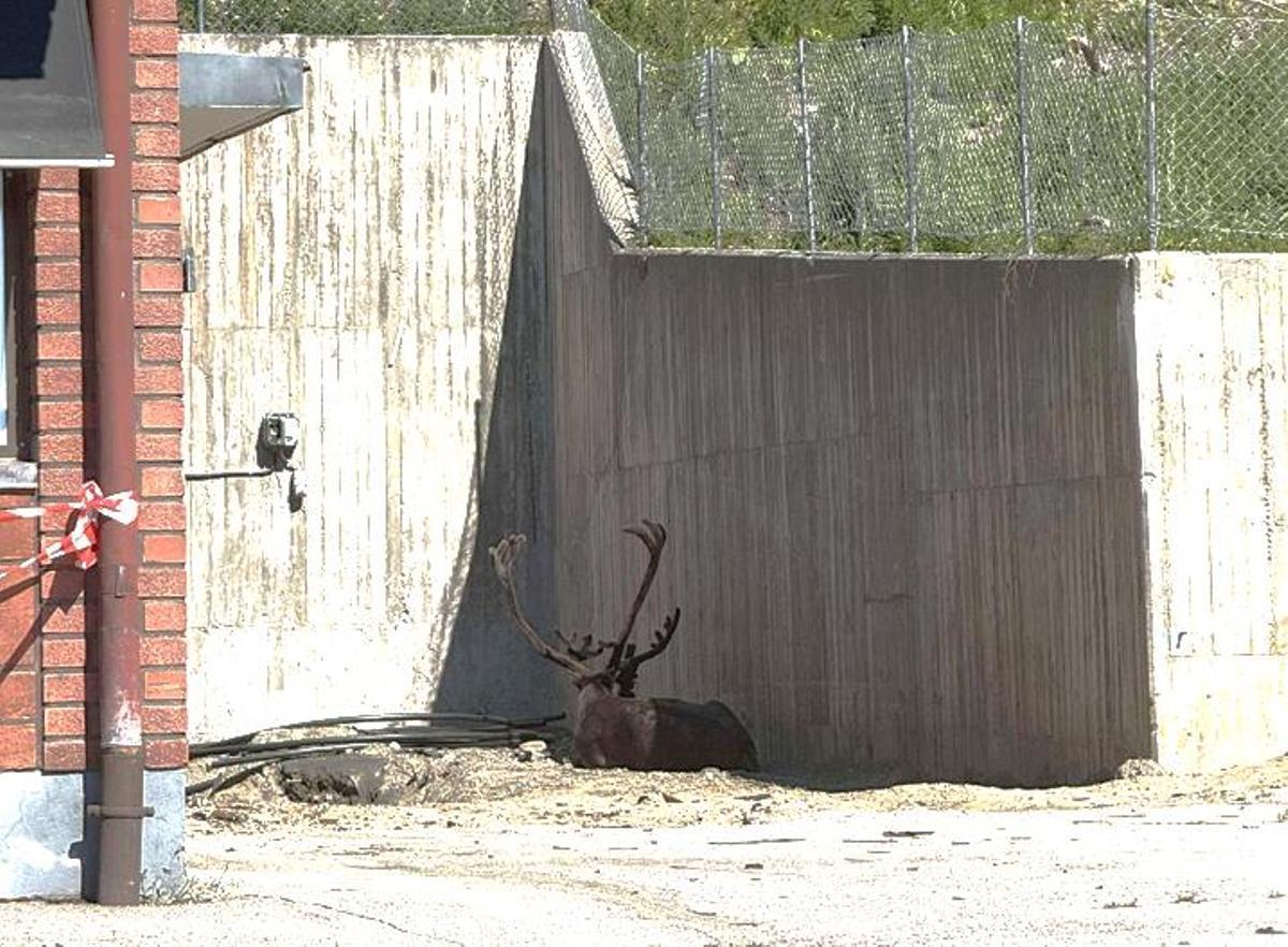 Un reno descansa a la sombra durante la ola de calor en Tärnaby, Suecia.
