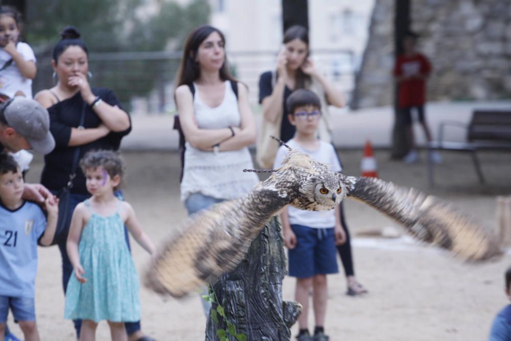 Exhibició d’aus rapinyaires per celebrar la festa de les Pedreres