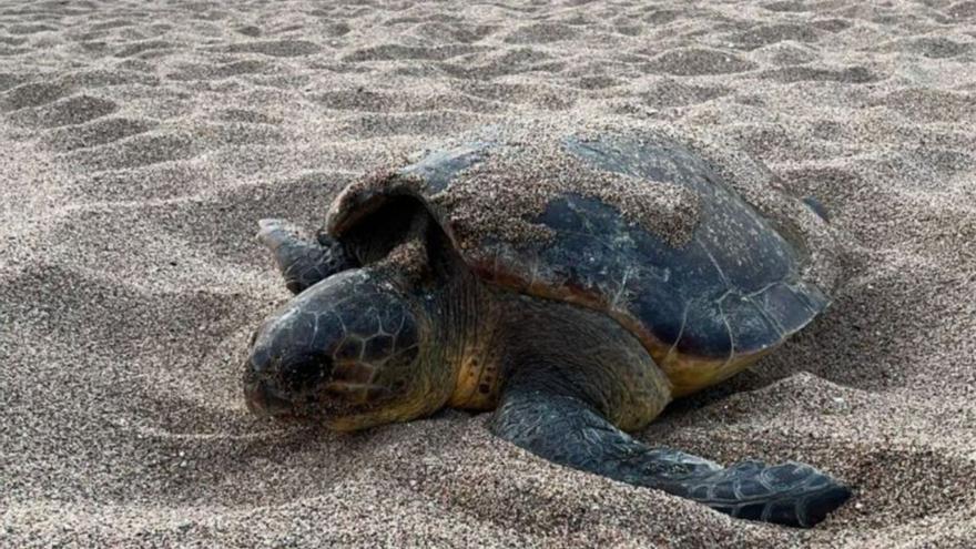 Exemplar de tortuga babaua a Begur. | GENCAT