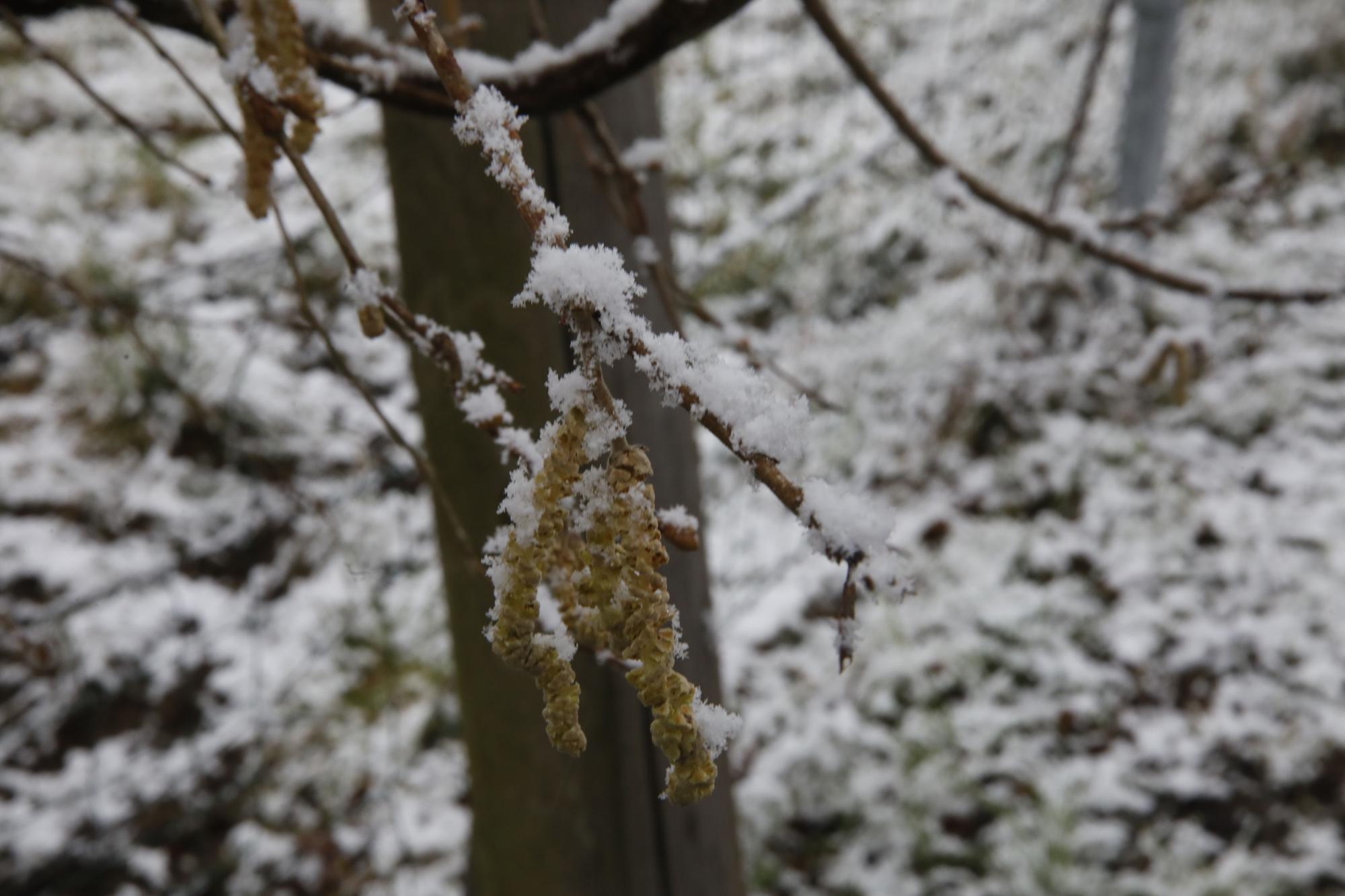 En imágenes: La borrasca Juliette llena de nieve parte de la zona rural de Gijón