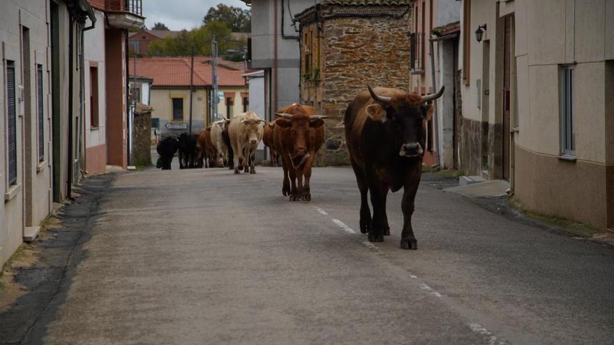 Un pueblo de la Zamora rural.