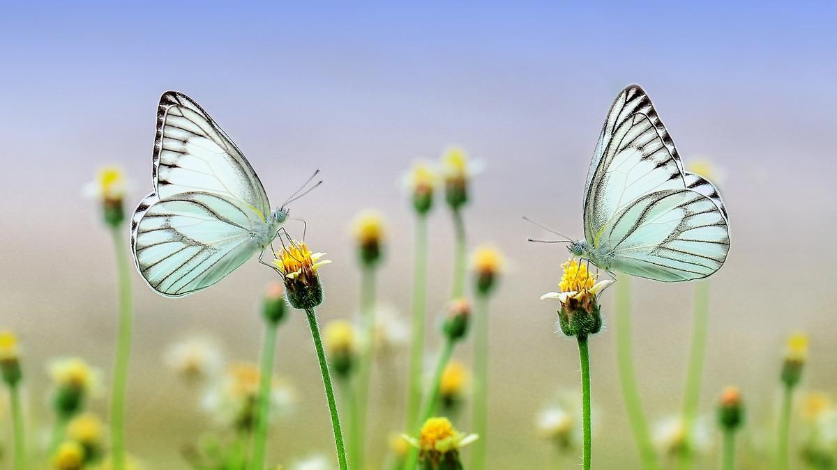 Dos ejemplares de mariposa.