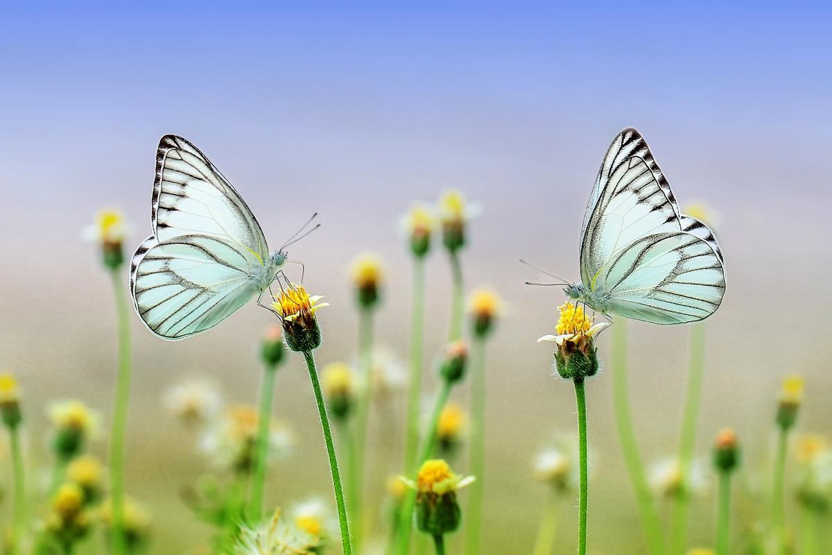 Dos ejemplares de mariposa.