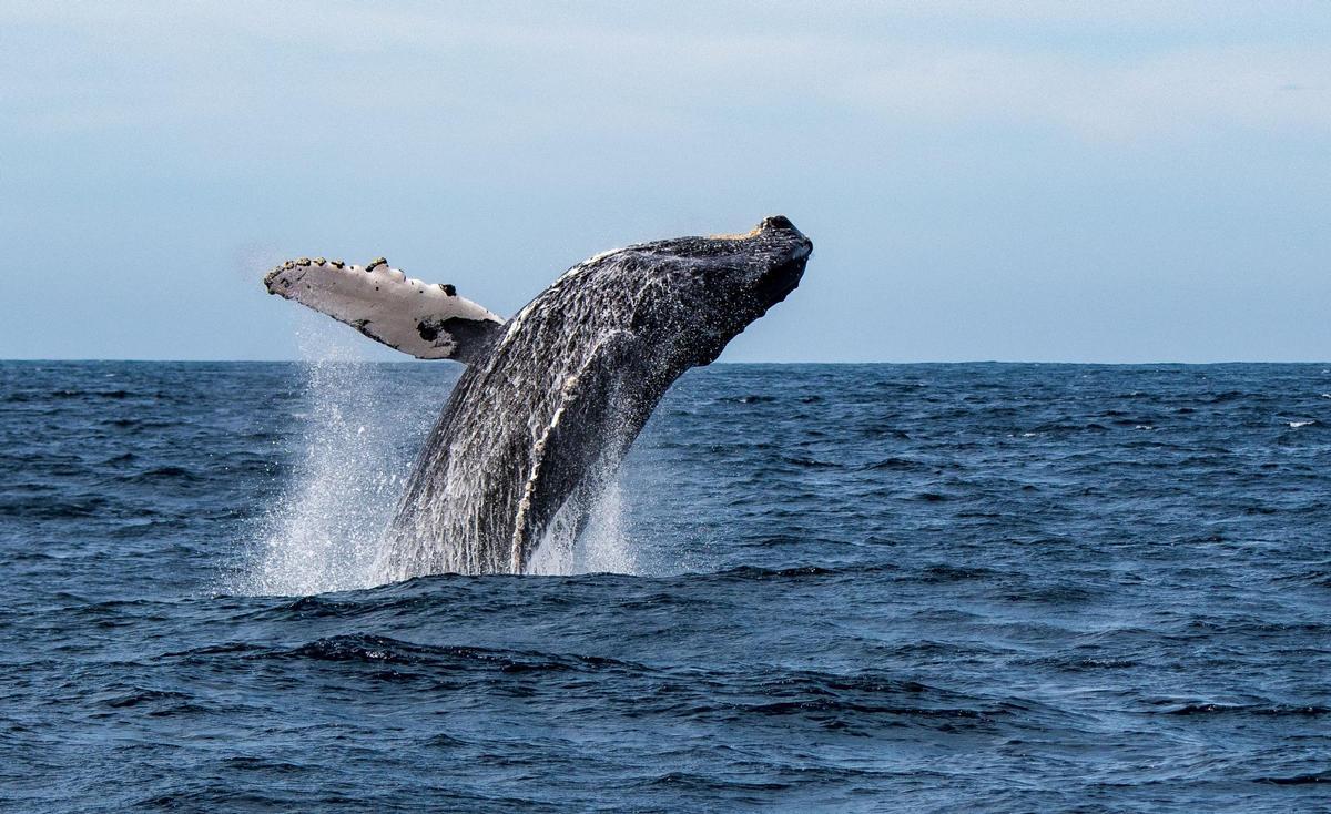 Una ballena jorobada en el Mar de Cortés