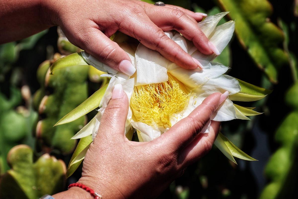 Flor de la pitaya en el cultivo de la fruta del dragón en el municipio de Arico, en Tenerife.