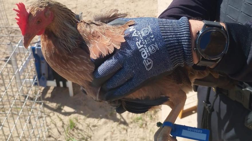 Intervienen una veintena de gallos de pelea en La Punta