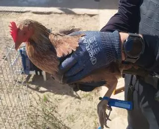 Desmantelan un criadero de gallos de pelea en La Punta