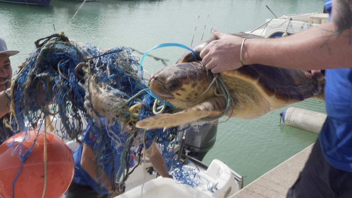 Momento en el que la tortuga llega al Club Náutico de Canet d'en Berenguer.