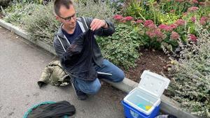 Investigadores prueban una tecnología que distingue especies por el aleteo y podría cambiar el seguimiento de la biodiversidad.