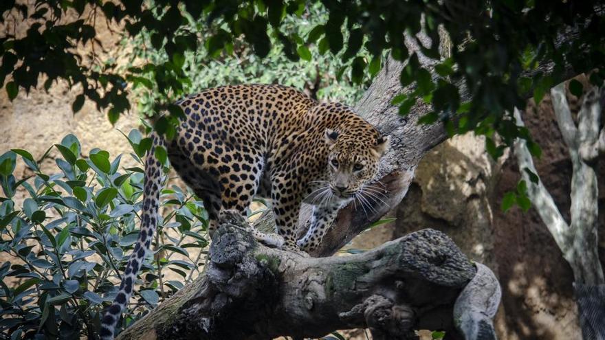 Bioparc Valencia ha sido distinguido hace unos días con el premio al mejor Parque de Naturaleza del año en España en los PAC Awards.