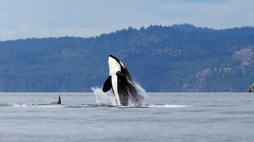 Foto de archivo de una orca