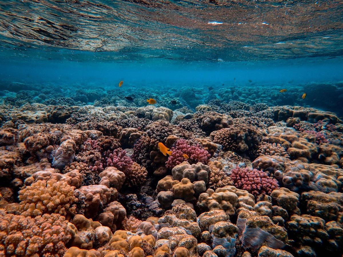 Arrecife de coral.