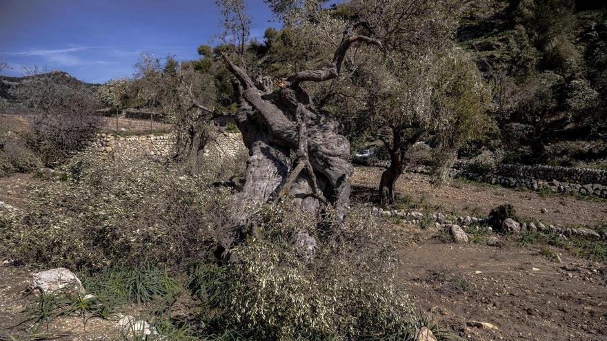 Efectos de la borrasca Juliette en la Serra de Tramuntana | De los 5.000 olivos de la finca Comassema "no se ha salvado ni uno"