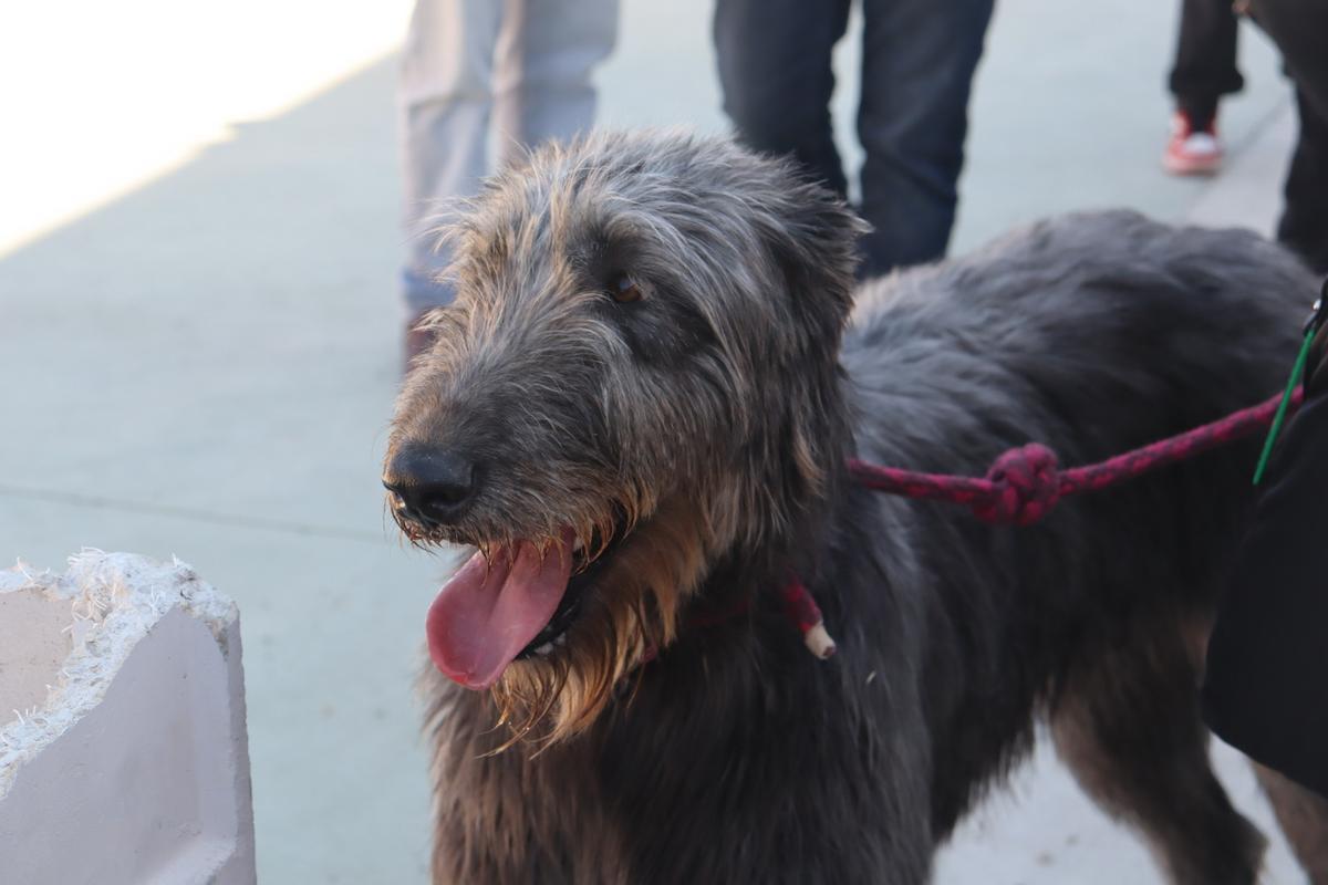 Feria del Perro de Archidona de 2024