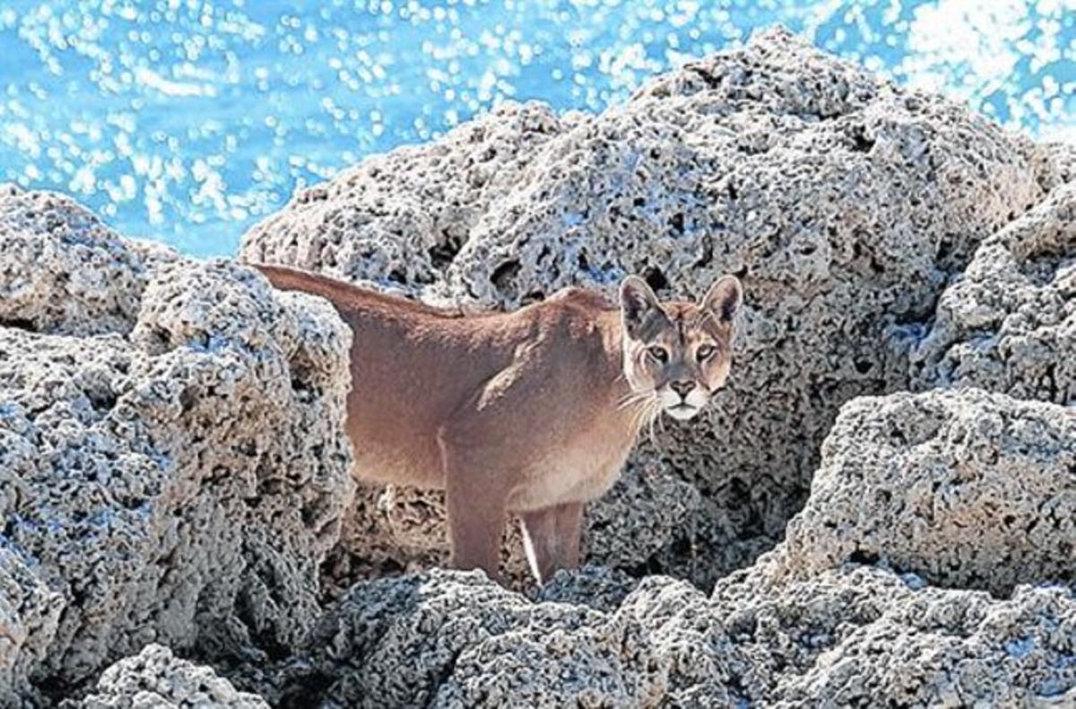 Mirada felina. El puma aparece junto a las revueltas aguas del lago Sarmiento, en el Parque Nacional Torres del Paine, en la Patagonia chilena.