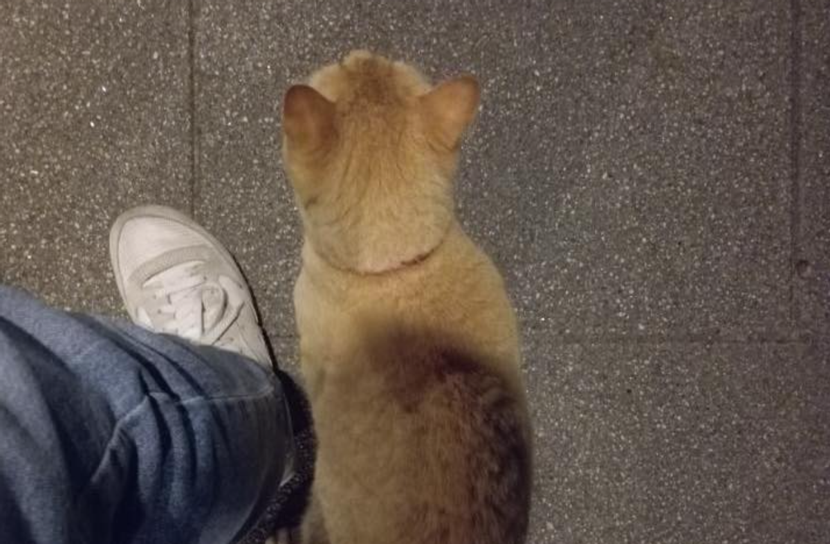 El gato Peter, en uno de sus paseos por Santa Marta.