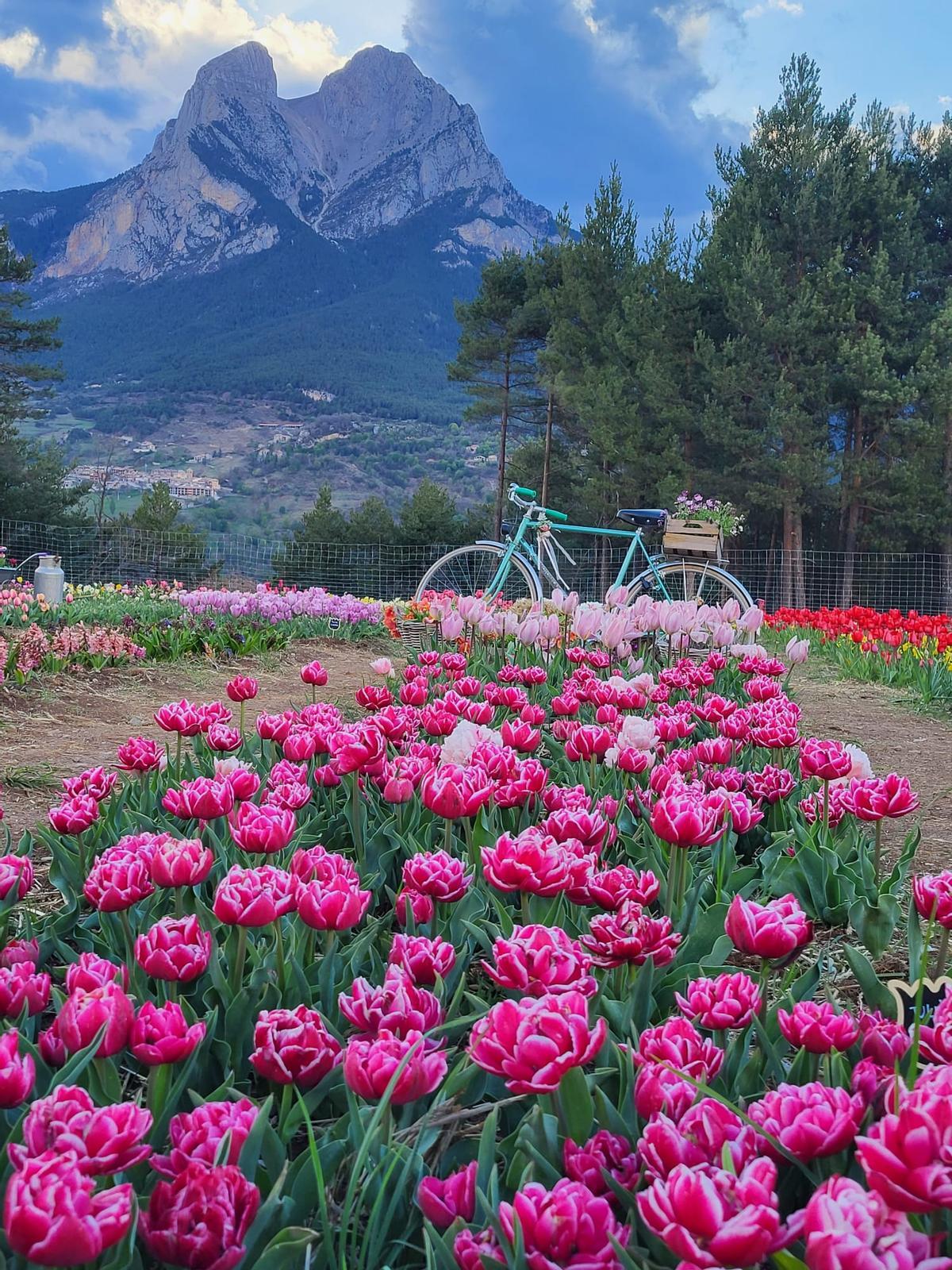 Tulipes de colors