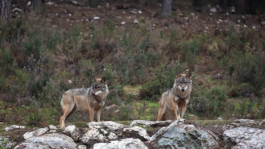 El lobo dejará de ser cazable antes del otoño