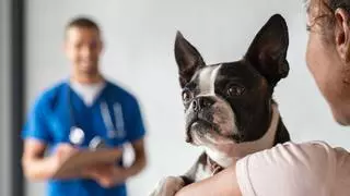 Un estudio revela cómo los perros pueden influir positivamente en el bienestar de los pacientes con cáncer