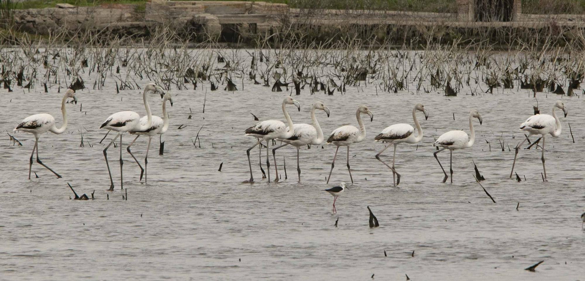 Flamencos en el marjal de Almardà, un espectáculo de la naturaleza.