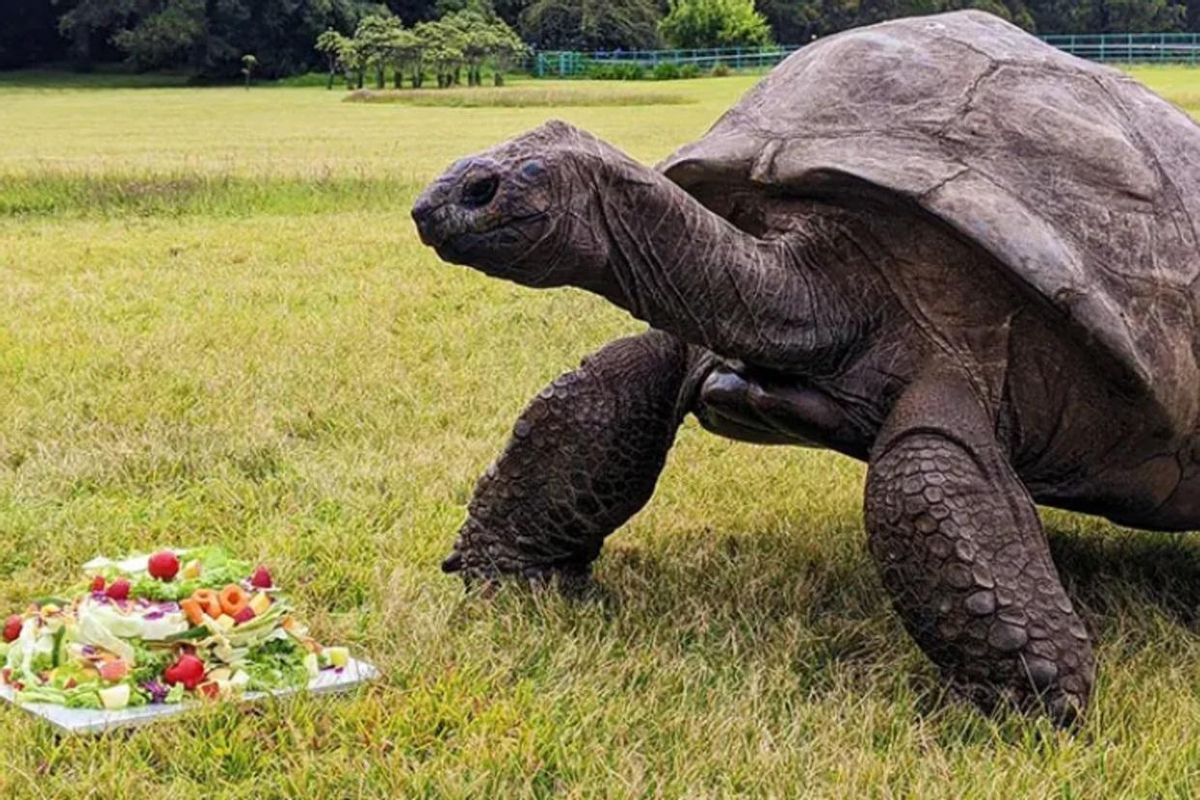 La tortuga se dispone a comer un pastel preparado para ella